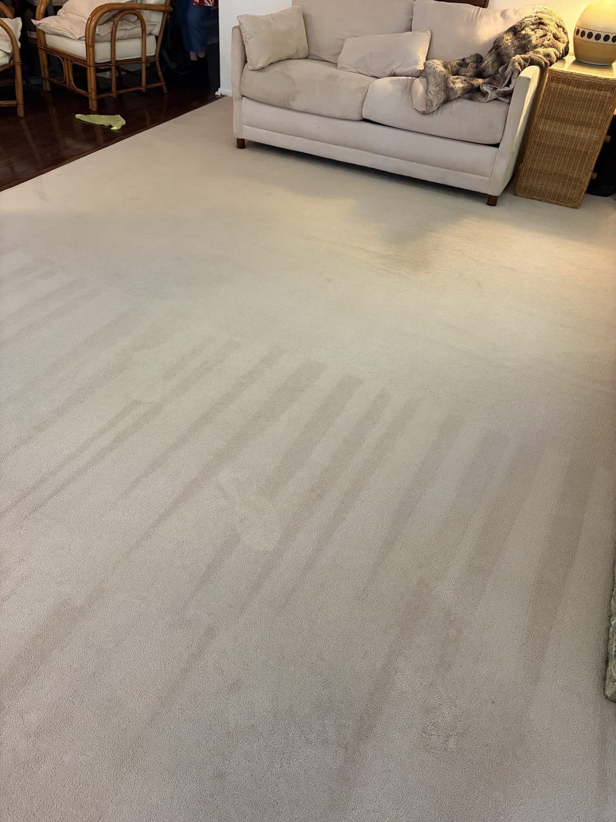 Cream living-room carpet showing fresh hot-water-extraction strokes drying in even rows